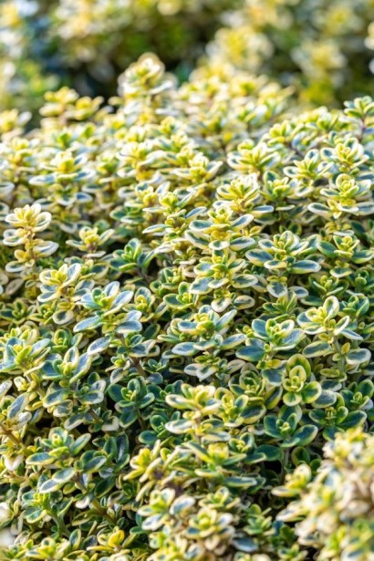 Тим`ян / Чебрець лимонний Ауреа | Thymus citriodorus Aurea | Тимьян / Чабрец лимонный Ауреа